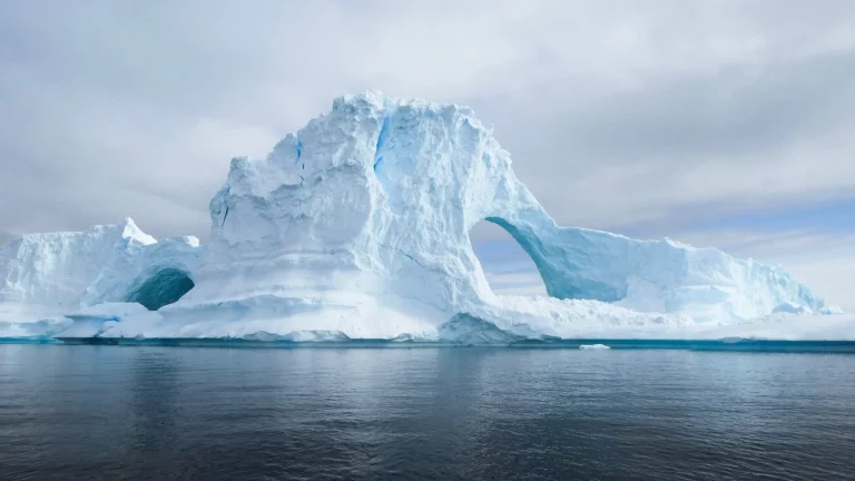 Incrivel-invertebrado-Estrela-Antartica-de-Penas-de-Morango-surpreende-cientistas.webp.webp