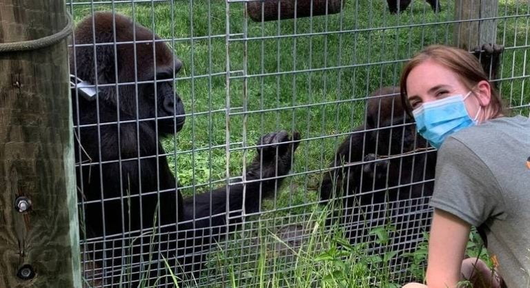 Adolescente-Gorila-em-Zoologico-de-Toronto-Retorna-ao-Comportamento-Normal.jpg