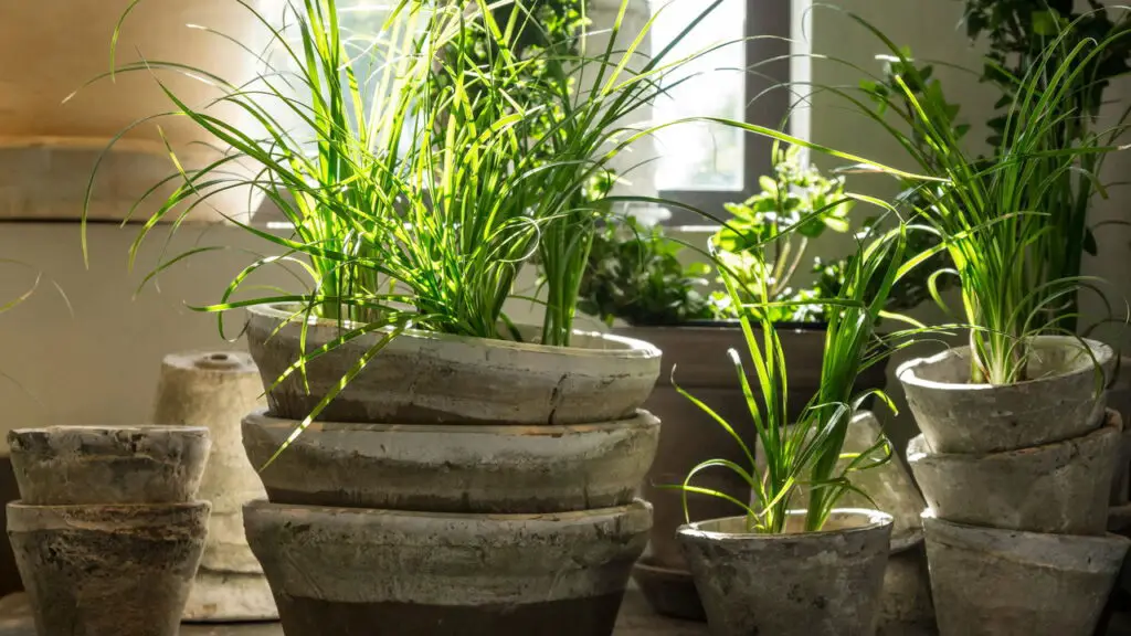 Plantas na cozinha: 5 espécies que unem decoração, aroma e sabor