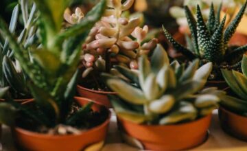 Plantas de baixa manutenção: veja espécies ideais para quem tem pouco tempo